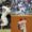 Panameñosen la Serie Divisional de la MLB.